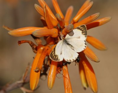 Kleinoranjepuntjie / Small Orange Tip