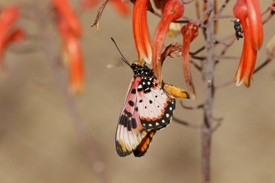 Acara-rooitjie / Acara Acraea