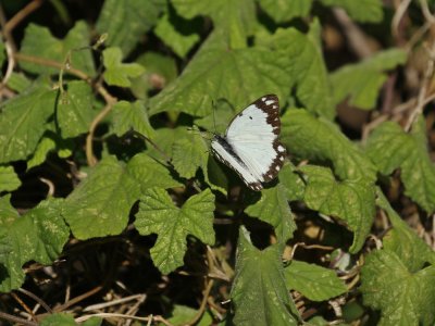Afrikaanse Gewone Witjie / African Common White