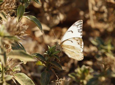 Laeveldwitjie / African Veined White