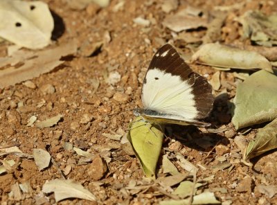 Afrikaanse Gewone Witjie / African Common White