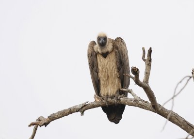 Witrugaasvoël / White-backed Vulture