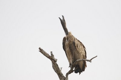 Witrugaasvoël / White-backed Vulture