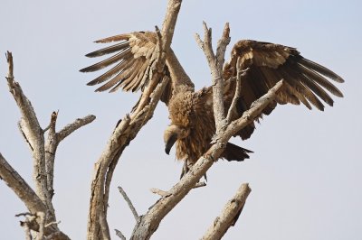 Witrugaasvoël / White-backed Vulture