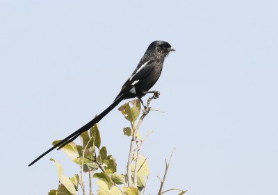 Langstertlaksman / Magpie Shrike