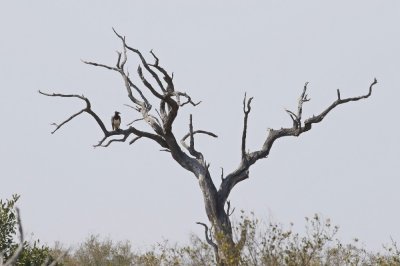 Breëkoparend / Martial Eagle