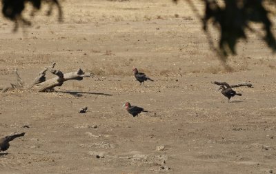 Bromvoël / Southern Ground Hornbill
