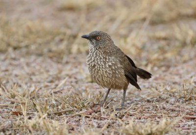 Pylvlekkatlagter / Arrow-marked Babbler