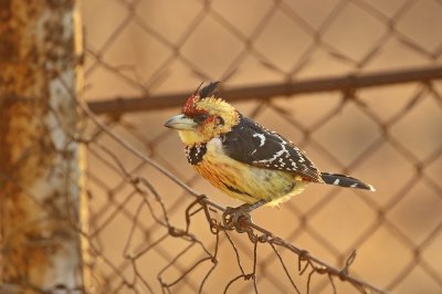 Kuifkophoutkapper / Crested Barbet