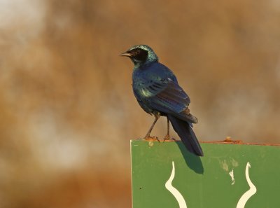 Grootglansspreeu / Burchell's Starling