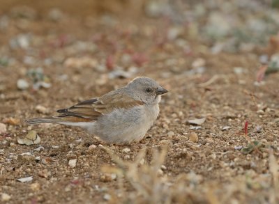 Gryskopmossie / Grey-headed Sparrow