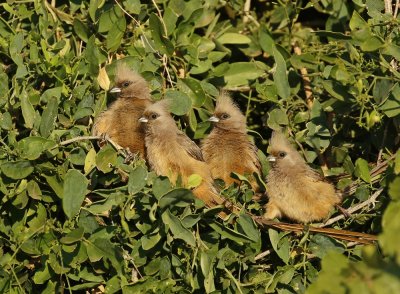 Gevlekte Muisvoël / Speckled Mousebird