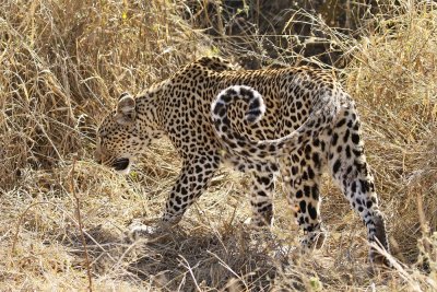 Luiperd / Leopard