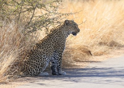 Luiperd / Leopard