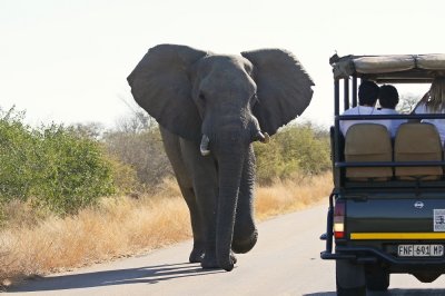 Savanne-olifant / African Elephant