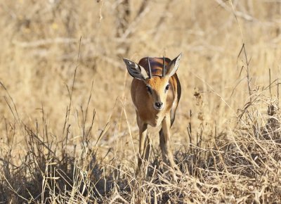 Steenbokkie / Steenbok