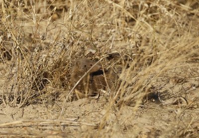 Dwergmuishond / Common Dwarf Mongoose