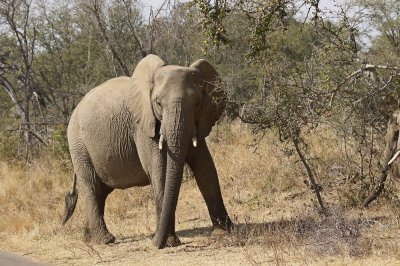 Savanne-olifant / African Elephant