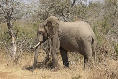 Savanne-olifant / African Elephant