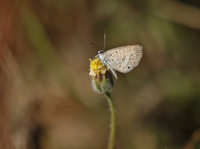 Asvaal-dowwebloutjie / Ashen Smoky Blue
