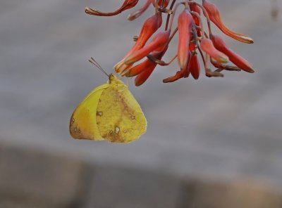 Herfsblaarswerwer / Autumn-leaf Vagrant