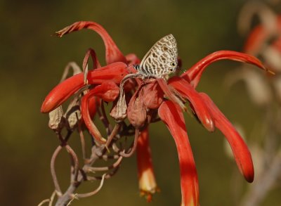 Hoektand-sebrabloutjie / Babault's Zebra Blue