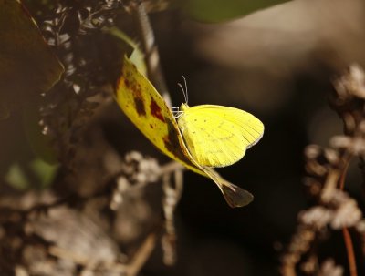 Grasveldgeletjie / Broad-bordered Grass Yellow