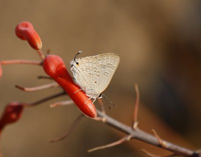 Bruin Spelertjie / Brown Playboy