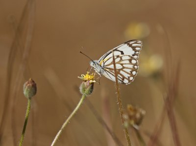 Grasveldwitjie / Brown-veined White