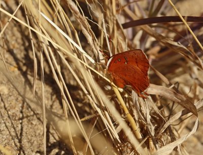 Bos-rooivlerkie / Bush Scarlet