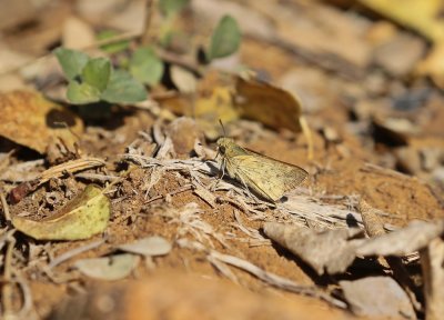 Geel-hottentot / Common Hottentot Skipper