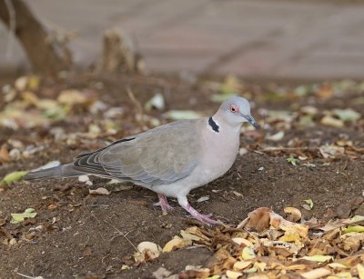 Rooioogtortelduif / Morning Collard Dove