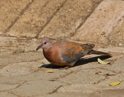Rooiborsduifie / Laughing Dove