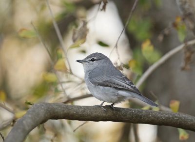 Waaierstertvlieënvanger / Grey Tit-Flycatcher