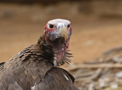 Swartaasvoël / Lappet-faced Vulture