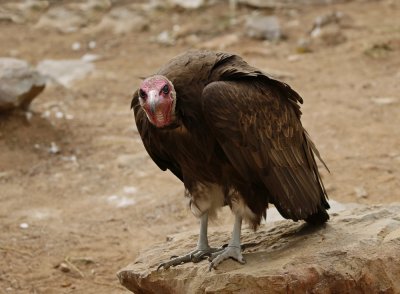 Monnikaasvoël / Hooded Vulture