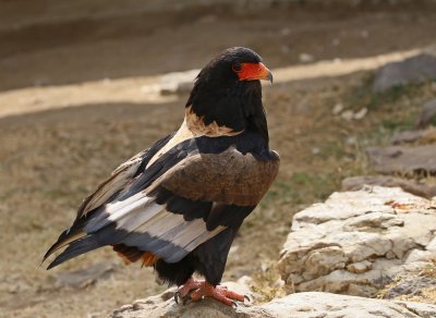 Berghaan / Bateleur