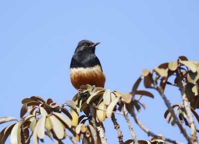 Dassievoël / Mocking Cliff Chat