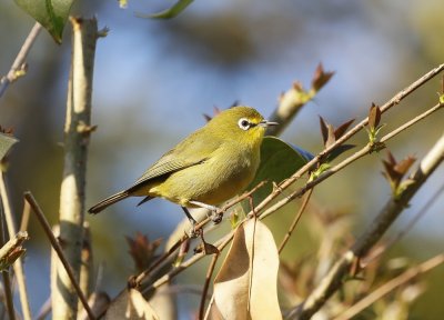 Kaapse Glasogie / Cape White-eye