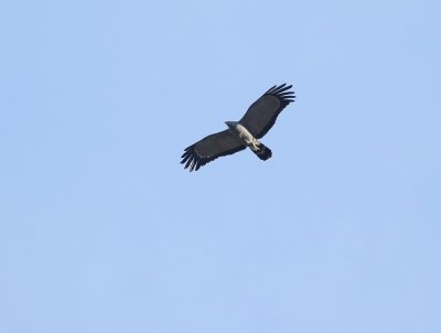 Kaalwangvalk / African Harrier-Hawk