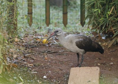 Hadeda / Hadada Ibis