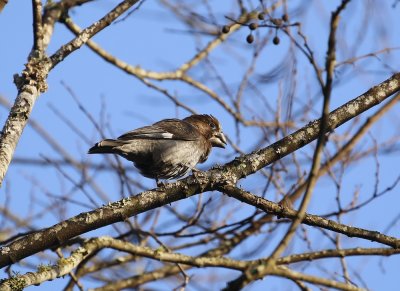 Dikbekwewer / Tick-billed Weaver