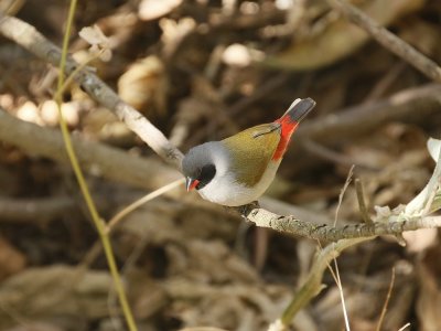 Suidelijke Swie / Swee Waxbill