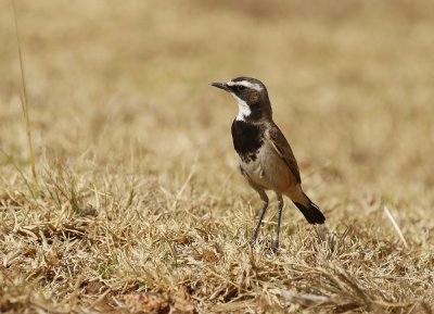Hoëveldskaapwagter / Capped Wheatear