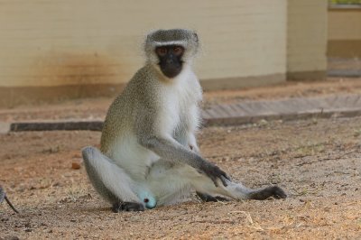 Blouaap / Vervet Monkey