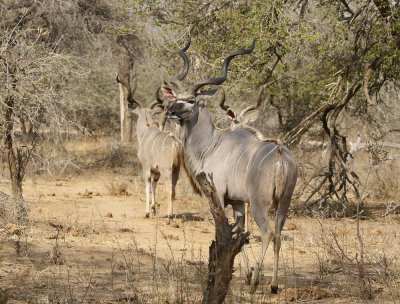 Koedoe / Greater Kudu