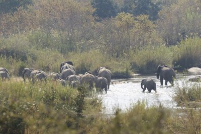 Savanne-olifant / African Elephant