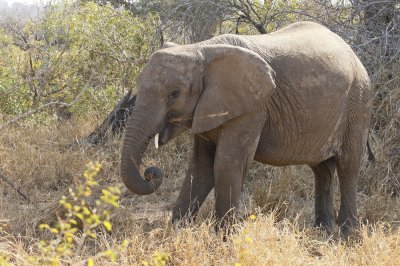 Savanne-olifant / African Elephant