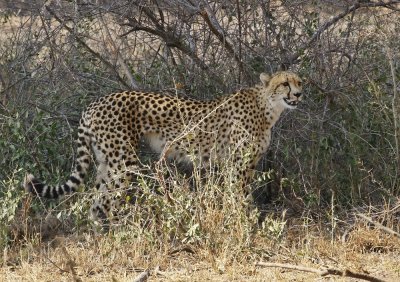 Jagluiperd / Cheetah