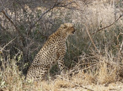 Jagluiperd / Cheetah